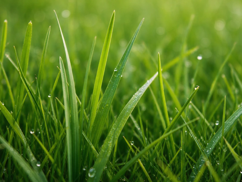 Close-up van verschillende grassprieten met zichtbare bladbreedte en bladnerfstructuur op een gazon