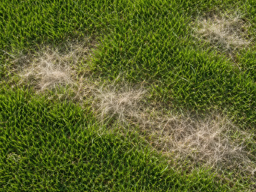 Bovenaanzicht van een gazon met pluizige vezels en dun vilt tussen het gras, herkenbaar als gras haar.